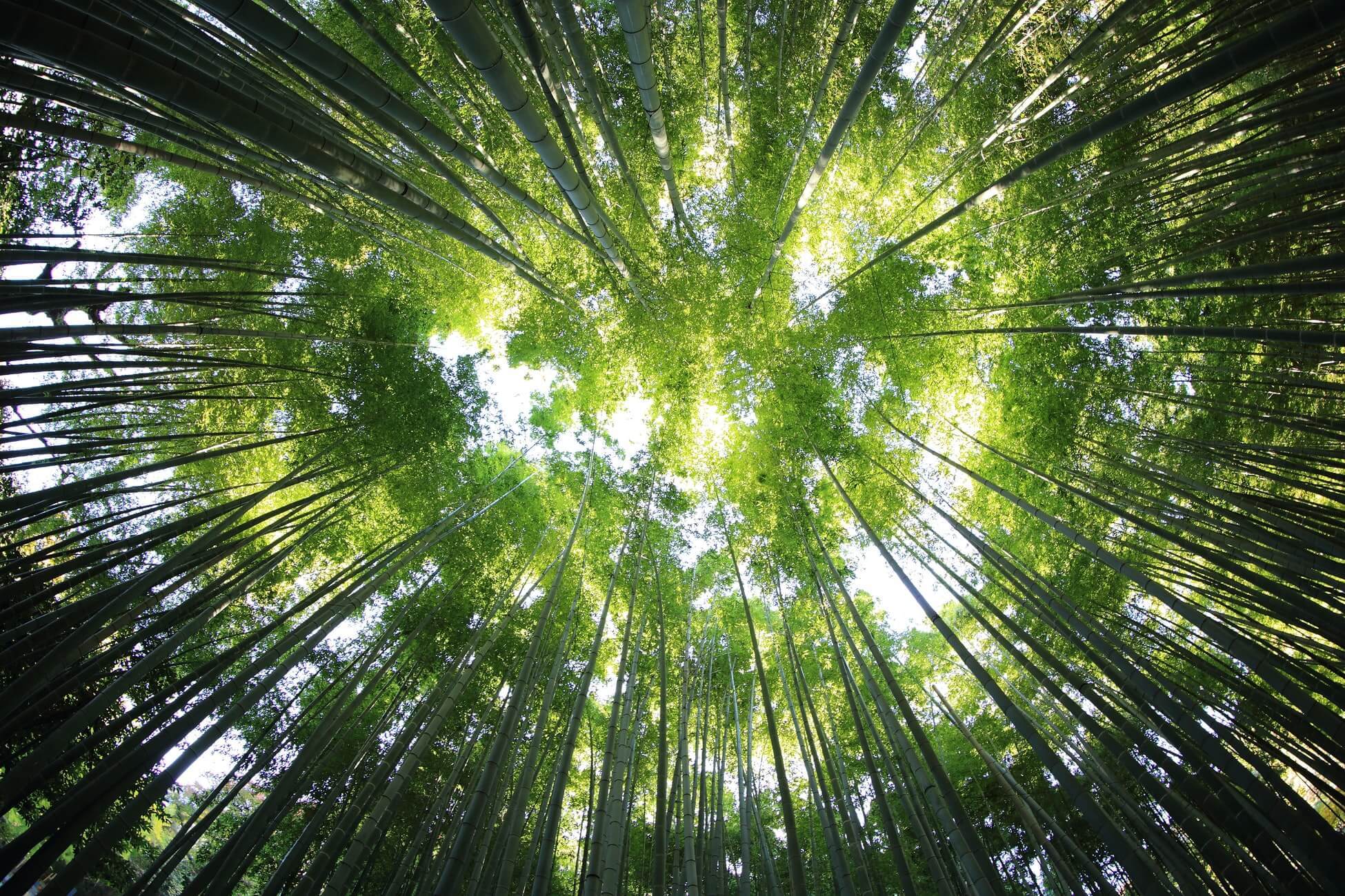青々と茂った森の木々たち