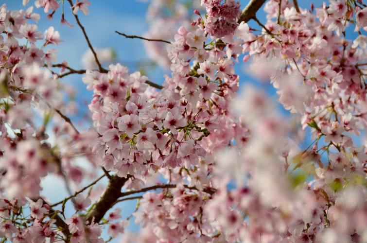 桜の花