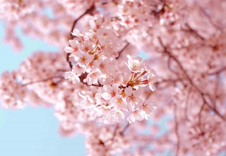 桜の風景