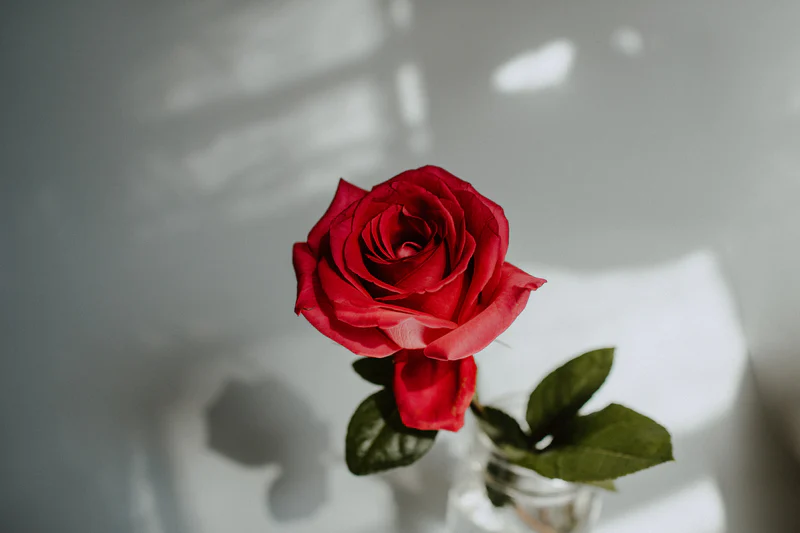 赤い1輪の薔薇